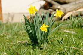 Fiori gialli piccoli simili ai narcisi : Narciso Coltivazione