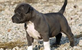 Largest pit bull puppies for sale producing the best xl pitbull puppies for sale on earth period. Pocket Bullies American Pitbulls In South Africa Mazal