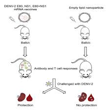 A ribonucleic acid ( rna) vaccine or messenger rna ( mrna) vaccine is a type of vaccine that uses a copy of a molecule called messenger rna (mrna) to produce an immune response. Modified Mrna Lnp Vaccines Confer Protection Against Experimental Denv 2 Infection In Mice Sciencedirect
