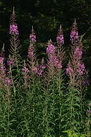 Image result for Epilobium