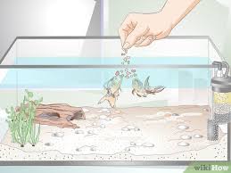 The presence of ammonia in wastewater can be found in two forms, namely, ammonium ions and ammonia gas. How To Lower Ammonia Levels In A Fish Tank If They Are Not Very High