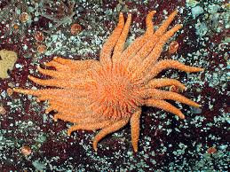 Although the population of the magnificent sunflower sea star has greatly diminsihed, its overall range remains the same. Sunflower Sea Stars Or Starfish