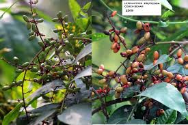 Image result for Lepisanthes senegalensis