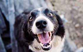 Check spelling or type a new query. Should I Brush My Dog S Teeth Milltown Family Dentistry