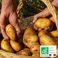 Sur le site, vous avez un choix très large de variétés de plants de pommes de terre qui ont toutes leurs particularités : Plants De Pommes De Terre Bio Nicola