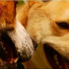 Maybe you would like to learn more about one of these? Mcdowell Shelter Dogs Face Euthanasia Need Fosters New Homes And Donations Wlos