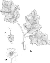 Image result for Solanum linneanum