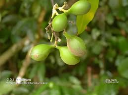 Image result for Hunteria zeylanica