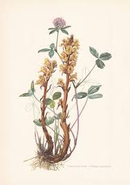 Image result for Orobanche