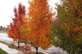 Chanticleer Pear Tree Landscaping Trees Flowering Pear Tree Trees To Plant
