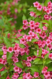 It's ideal for the back or middle of a mixed border, and in hot summers it may flower again in late summer. Hardy Weigela Varieties For Sale Online Paramount Plants Uk