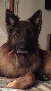 Fofinho Lindo Beautiful Dogs Pet Dogs Cute Dogs