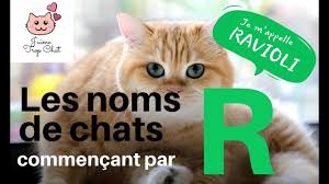Vous recherchez un nom de chat sympa pour l'année 2019 que vous comptez adopter ou que vous venez d'accueillir ? Les Noms De Chats En R Quel Nom Choisir Pour Votre Chat Youtube