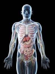 Human anatomy diagrams show internal organs, cells, systems, conditions, symptoms and sickness information and/or tips for healthy living. Male Upper Body Anatomy And Internal Organs Computer Illustration Vascular Thorax Stock Photo 308610226