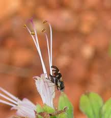 Image result for Ocimum filamentosum