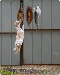 Greedy Cat Eating Fish Greed Jump Cute Cats Crazy Cats Cute Animals