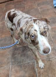 New spirit 4 aussie rescue. New Spirit 4 Aussie Rescue Northeast Home Facebook