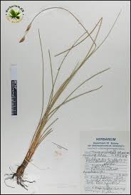 Image result for Schizachyrium brevifolium