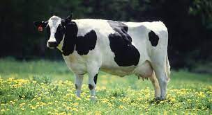 Read on for some hilarious trivia questions that will make your brain and your funny bone work overtime. What Is The Name For The Cut Of Beef Trivia Questions Quizzclub