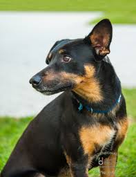 Bonsai Small Dog Up For Adoption He Is 1 Year Old Great With Kids And Humans Enjoys Going For Walks And Dog Boarding Near Me Dogs Up For Adoption Dogs