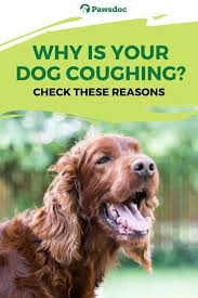 Pin On Senior Large Breed Dog Health Info