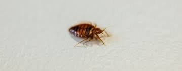 Bed bugs are bloodsucking parasites that spread quickly throughout your property and are extremely hard to notice and eradicate. Types Of Bed Bugs And Different Species Jg Pest Control