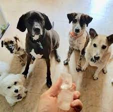 Puppy board & train video playlist. Hustlepups Nyc