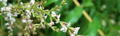 Produces small lavender white flowers. Lemon Verbena At Portland Nursery And Garden Center