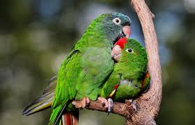 Image result for tbn:ED285OK8yRCGdM::www.hawanaajd.com/backgd/data/media/4/Wallpapers_-_Parrots_-_01.jpg
