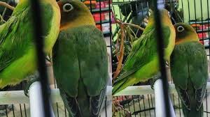 Perbedaan jantan/betina burung decu kembang. Get Burung Decu Kembang Betina Gif My Bird