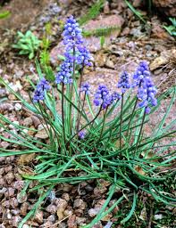 Image result for Diclis tenella