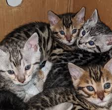 Bengal kittens & cats for sale near me | wild & sweet bengals. Bengal Kittens For Sale Near Me Home Facebook