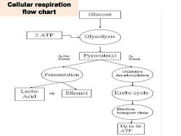 mitochondria the term mitochondrion is derived from a