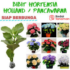Kami melayani pengiriman bibit keseluruh wilayah indonesia. Bibit Tanaman Bunga Pancawarna Bibit Bunga Hortensia Tanaman Bunga Hydrangea Bunga Hidrangea Shopee Indonesia