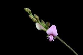 Image result for Galactia striata