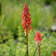 Image result for Kniphofia princeae