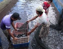 Ternakan ikan keli ternakan ikan keli kini dilihat begitu popular di malaysia. Cara Ternakan Ikan Keli Untung Besar