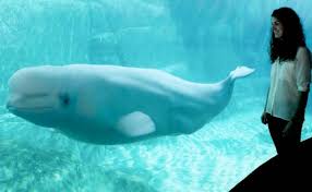 The vancouver aquarium is a public aquarium located in stanley park in vancouver, british columbia, canada. Vancouver Aquarium Announces It Will Cease Keeping Whales And Dolphins In Captivity In Stanley Park Georgia Straight Vancouver S News Entertainment Weekly
