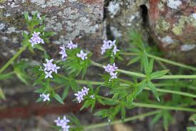 Image result for Sherardia arvensis