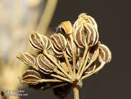 Image result for Conium