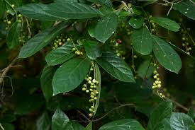 Image result for Antidesma venosum