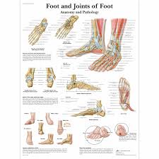 Foot And Joints Of Foot Chart Anatomy And Pathology
