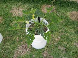 Cover the seeds with about 1 inch of soil and water them well. Growing Zucchini In Containers Container Gardens
