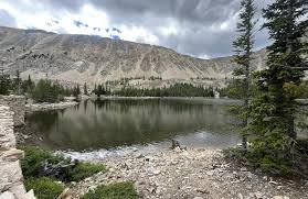 Image result for Harungana montana