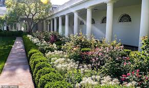 Several acres are enclosed in a peaceful residential area and are accessed by gates. Freedomroo Jill Biden Posts Beautiful Picture Of Melania Trump S Rose Garden Australiannewsreview