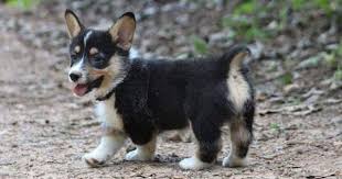 These pembroke welsh corgi puppies are friendly & energetic. Litter Of 3 Pembroke Welsh Corgi Puppies For Sale In Clarkesville Ga Adn 35553 On Puppyfinder Corgi Puppies For Sale Welsh Corgi Puppies Pembroke Welsh Corgi