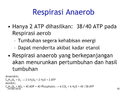 Respirasi sama artinya dengan bernafas. Respirasi Energi Dihasilkan Dalam Bentuk Atp Yang Digunakan Untuk Pemeliharaan Dan Perkembangan Tumbuhan 24 08 Ppt Download
