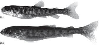 Image result for Ochthocharis