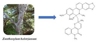 Image result for Zanthoxylum usambarense
