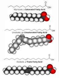 Image result for Fatty Acid